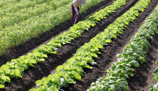 丹波黒豆とサツマイモの収穫に成功 秋冬の野菜作りの準備について 家族ではじめる小規模農業