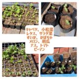 野菜の種から作った苗