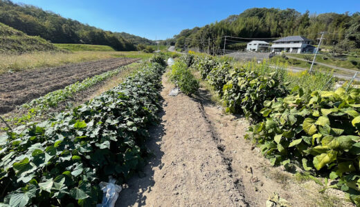 兵庫県三田市で家族農業を始めて3年目…秋冬野菜を栽培して