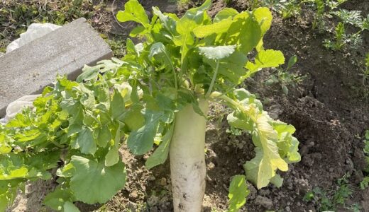 兵庫県三田市で家族農業…冬の野菜